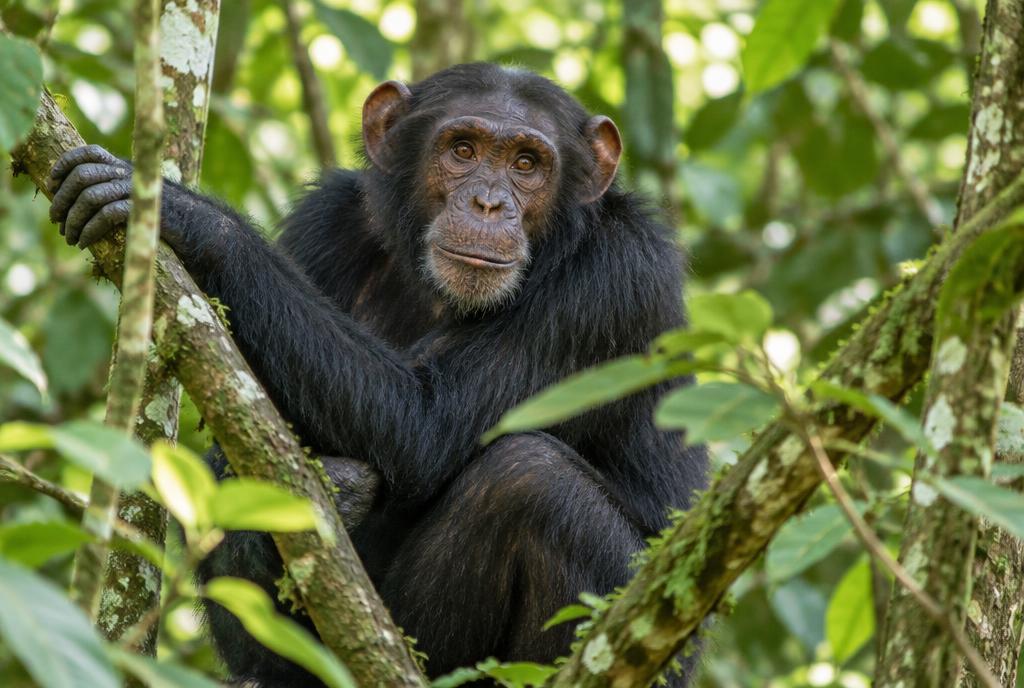 Chimpancé en el bosque de Kibale